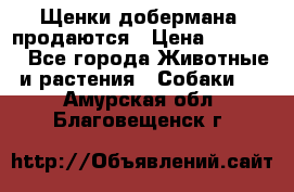 Щенки добермана  продаются › Цена ­ 45 000 - Все города Животные и растения » Собаки   . Амурская обл.,Благовещенск г.